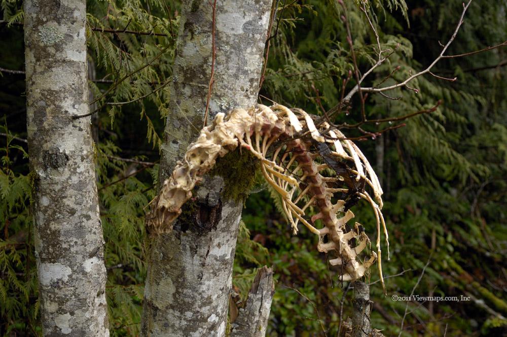 A rack of deer! Did a bear or cougar place the bones in the tree?