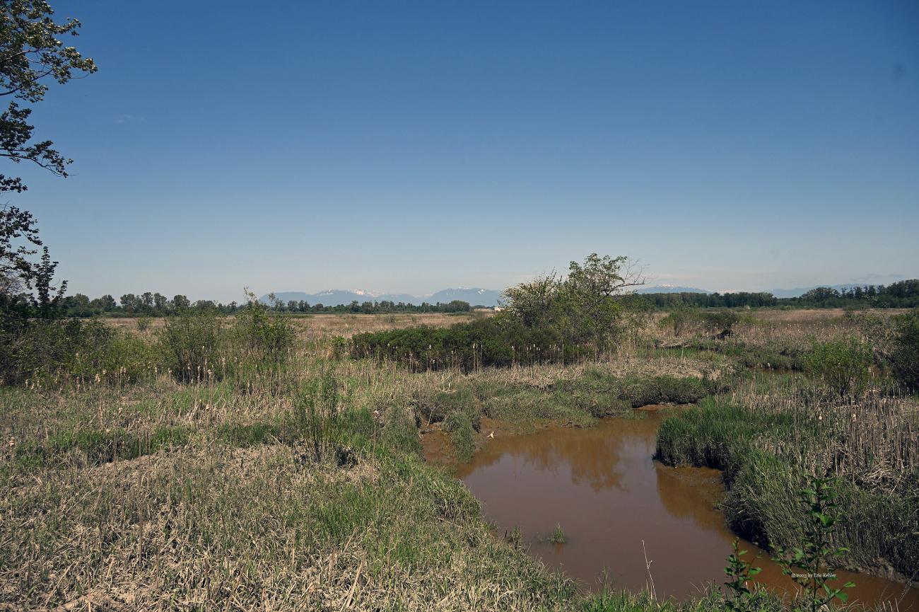 A view across the marsh towards the North Shore mountains