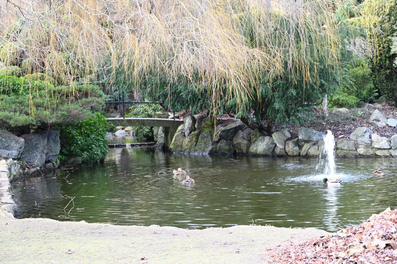 Ducks in the pond at Beacon Hill Park