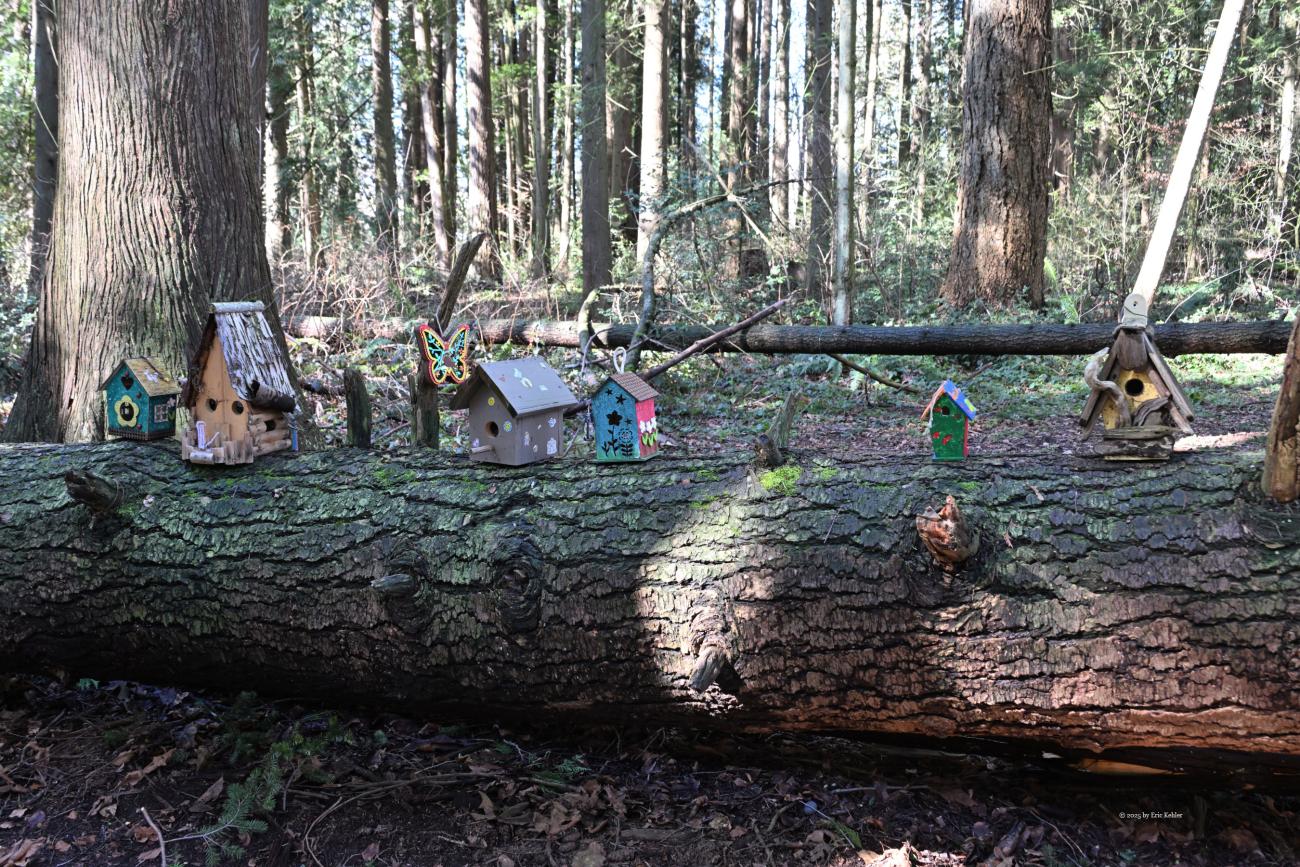 A few of the small houses in the fairy village