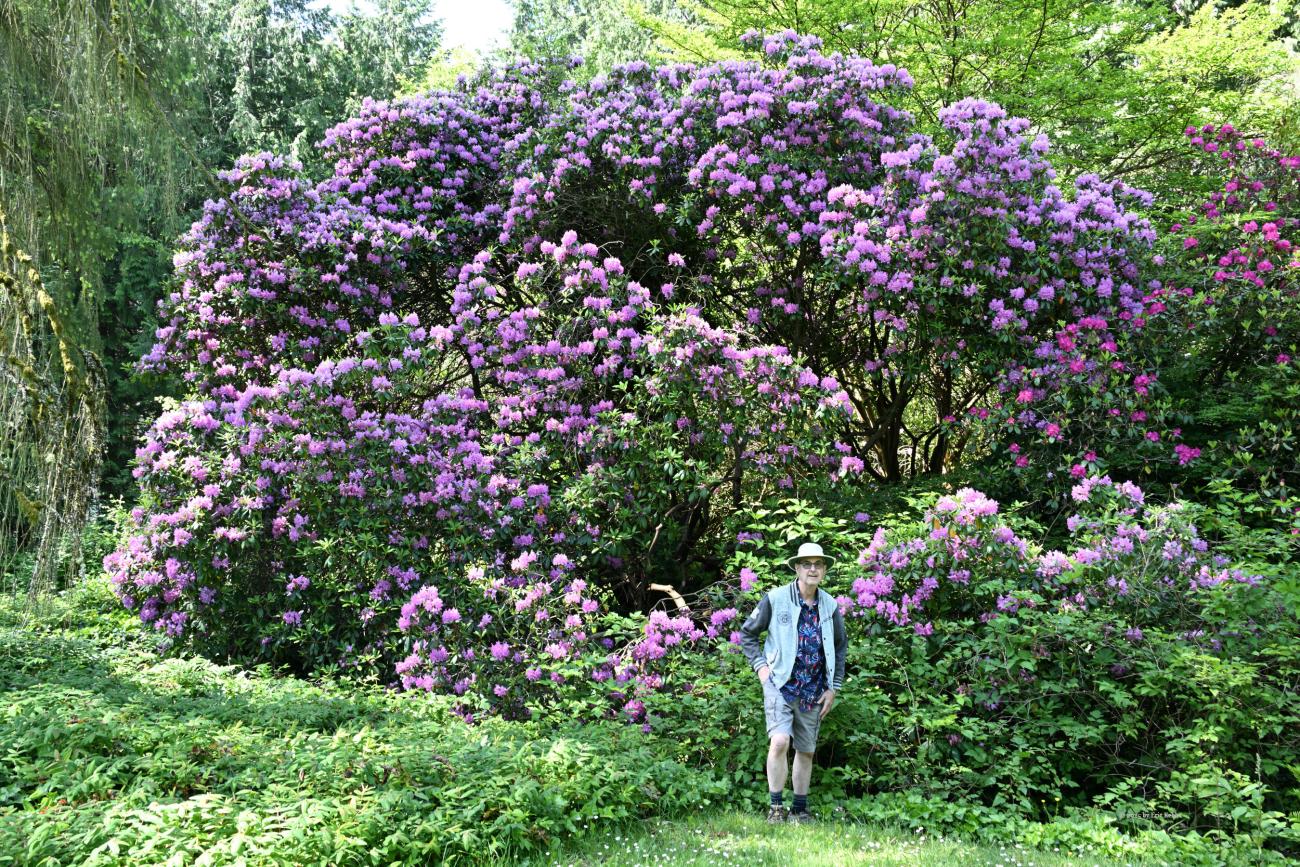 A huge Rhododendron found in a garden in the park