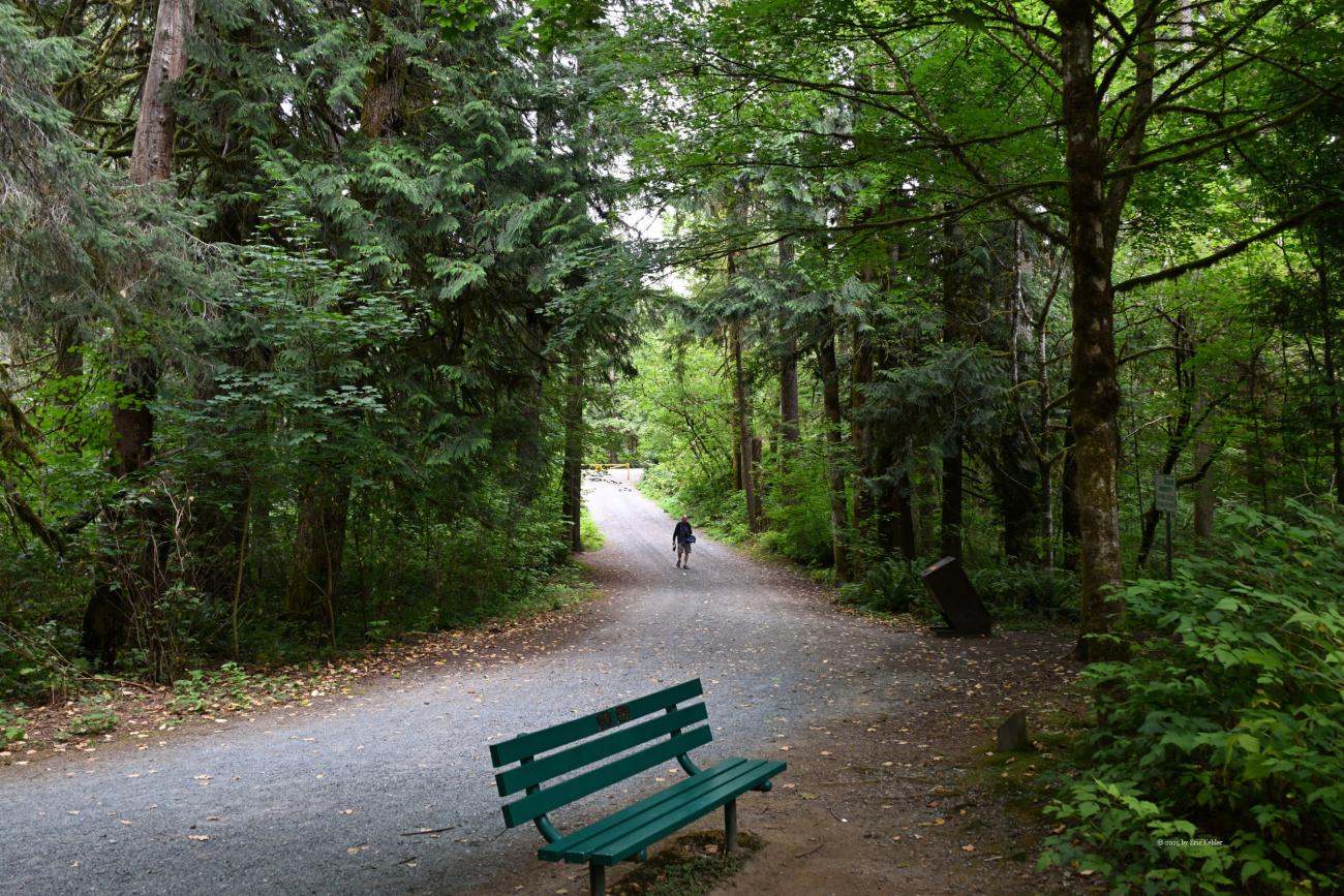 Ralph entering the park, lovely huge trees