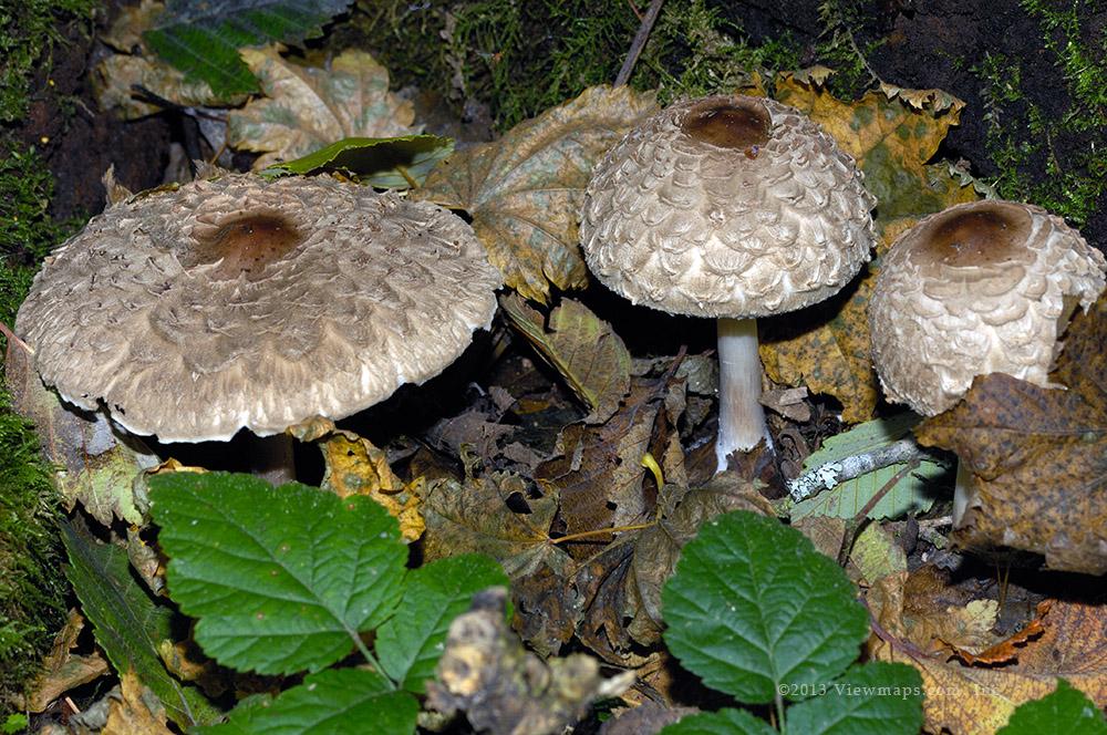 A nice three-some nestled in amongst the leaf litter