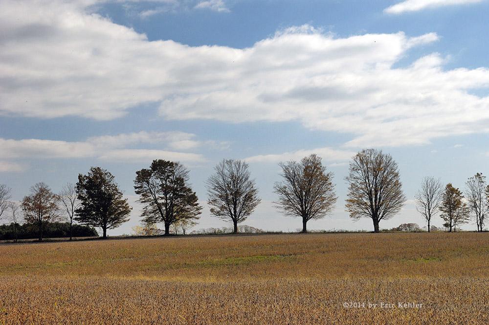 Looking towards Lake Erie, these bare trees caught my eye for the interesting contrast of texture between the field, trees and sky