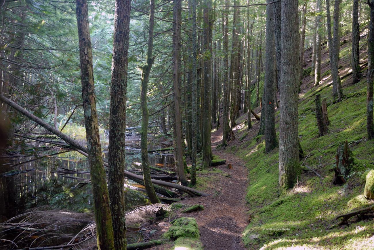 A portion of the Vedder Mountain trail