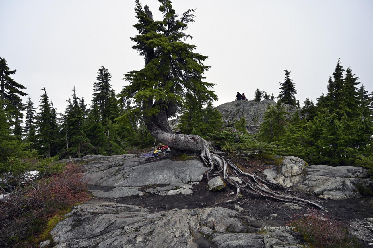 An old tree at the summit with the highest point in behind