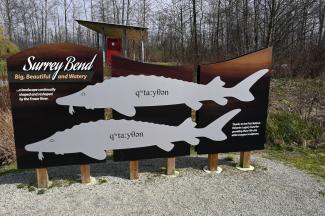 A sign explaining the Sturgeon living just off-shore