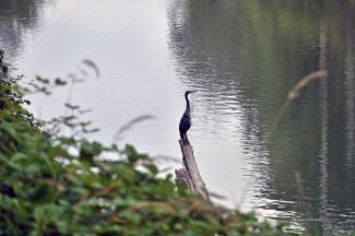 When I arrived a Heron looking over the waters for a fish 