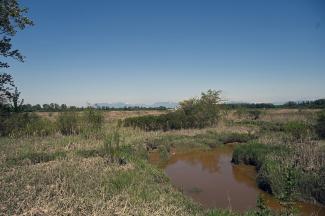 A view across the marsh towards the North Shore mountains