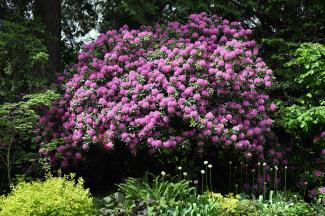 The park had a large number of Rhodos all in bloom, some were very spectacular