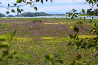 A view across the marsh to the Fraser River from the viewing stand