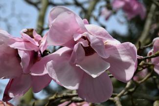 A huge Lily Magnolia tree in Ocean Park