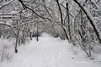 The path led through a canopy of branches, with the snow raising the floor level it was a much smaller opening than normal and fun to walk through.