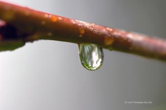 This little droplet was clinging to a branch of a cherry tree
