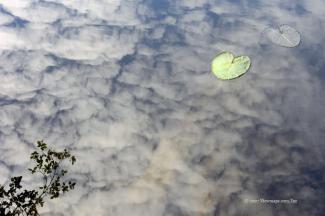 A reflection of the sky amongst the Lily Pads