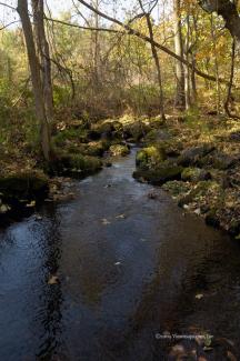 A small stream that meanders between swampy areas.