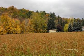 Autumn in the country - looking across a soybean field