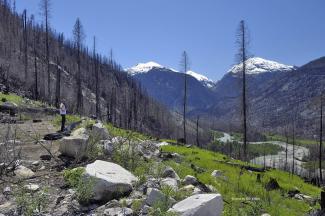 Geoff surveying the burnt slopes of the Elaho