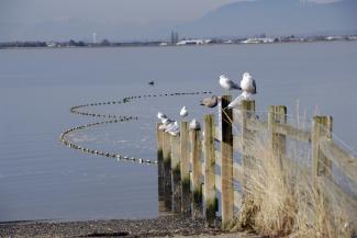 A lovely juxtaposition of birds breakwaters and floats