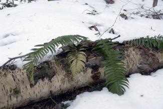 A small fern peeking out from under the snow