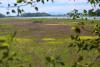 A view across the marsh to the Fraser River from the viewing stand